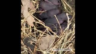 Rat nest full of baby rats [upl. by Terryl]