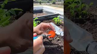 Mini composteira para sua horta plantas horta jardim [upl. by Cthrine723]