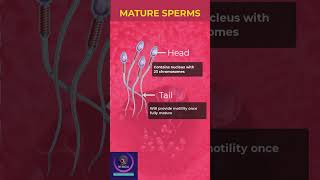 Mature Sperms shorts education [upl. by Sheedy]