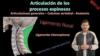 🦵Ligamento interespinoso y supraespinoso  Art de las ap espinosas  Columna Vertebral  Anatomía [upl. by Aniuqal]