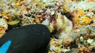 PB072898 Triplespotted blenny w gloved finger [upl. by Farkas561]