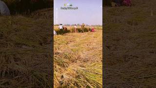 apna khet he  bvlogger shorts viralvideos farmer viralvideos agriculture trending trend [upl. by Brig]