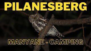 Pilanesberg 2022  Camping at Manyane Part 1 [upl. by Nawaj979]