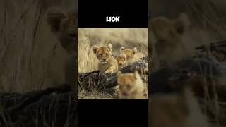 Cute Lion Cubs  The Pride Of The Jungle 🤩 [upl. by Samaj]