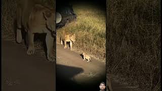 lion lioncubs animals lionworld wildlife lionslife tiger lionslover wildanimals wildlions [upl. by Aeel]