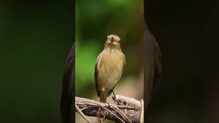 Daurian redstart taiwan kaohsiung birdwatching travel cijin 台灣 高雄 旗津 舊高字塔 黃尾鴝 [upl. by Haim]