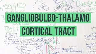 GANGLIOBULBOTHALAMO CORTICAL TRACTASCENDING TRACT DORSAL COLUMNS [upl. by Ohcirej838]