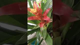 MIEL DE ABEJA EXCELENTE FERTILIZANTE PARA LAS BROMELIAS🌸🪴 ANTURIOS Y MAS PLANTAS 🌵🌴 [upl. by Cicero]