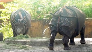 Nashorn Weibchen Paarungsbereit Indian Rhinoceros [upl. by Ver]