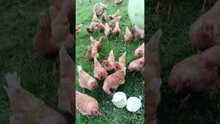 Alimentando las gallinas Vive Logicamente [upl. by Caterina49]