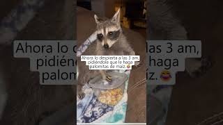 No volveré a rescatar a un mapache 😵‍💫😂 animales mapaches shortvideo [upl. by Marcelline]