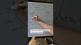 The Krebs cycle for aerobic respiration biologystudent alevelstudent alevelbiology krebscycle [upl. by Dennett]