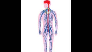 Nervesystemets opbygning [upl. by Yeliah]