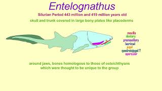 Entelognathus a transitional placoderm with features of osteichthyans [upl. by Xer]