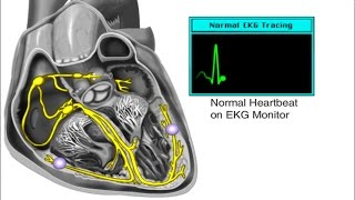 How the Heart Works  Electrical System of the Heart Animation  Cardiac Conduction Video  ECG [upl. by Ylen965]