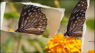 Amazing ANIMALS Videos [upl. by Joyan]