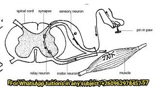 Biology paper 2  Coordination and response Spinal Cranial and Conditioned reflex actions Exam [upl. by Mundy]