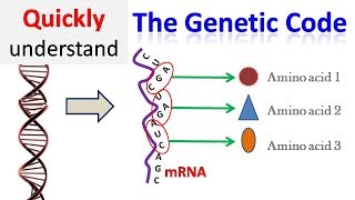 Genetic code [upl. by Suoiradal386]