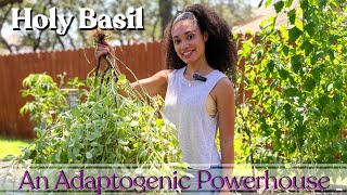 Holy Basil The Ancient Herb for Modern Health [upl. by Cosma959]