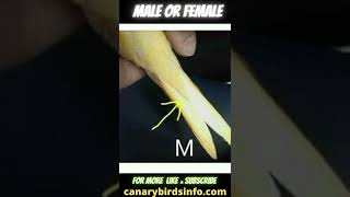 How to Tell If a canary is male or female Canarybirdsinfocom [upl. by Tiffany]