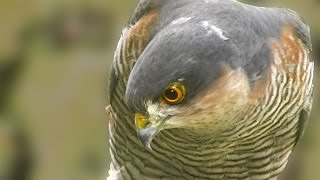 The Sparrowhawk and the Lucky Mouse [upl. by Benge]