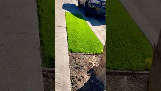 landscapeturfgrassgardenshorts [upl. by Natalya]