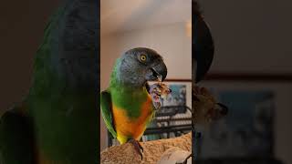 Niko the Senegal parrot goes bonkers over Nutri berries [upl. by Idnic825]