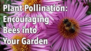 Plant Pollination  How to Encourage Pollinating Bees into Your Garden [upl. by Imoyik254]