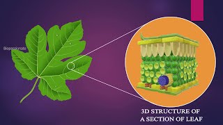 SECTION OF DICOT LEAF  3D STRUCTURE [upl. by Pfosi]