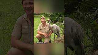 Hilarious moments with Steve and a brolga [upl. by Gluck]