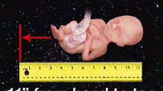 Fetal Development Week 22 Pregnancy Health Guru [upl. by Theresita]