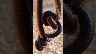 4 brown giant millipede1000feet [upl. by Yatnwahs532]