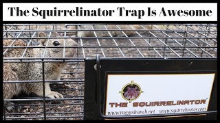 The SQUIRRELINATOR Squirrel Trap Is Awesome  Best Ground Squirrel Trap  Mousetrap Monday [upl. by Cailean896]