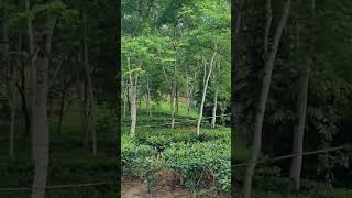 Luxurious Resort of kaziranga Assam shorts viral [upl. by Nlycaj]