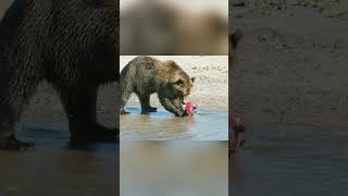 Life cycle 🥹 See how red fish eat bears shorts [upl. by Enyledam]