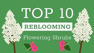 Top Reblooming Flowering Shrubs [upl. by Eppie628]