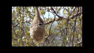 Pungmes Penduline tit  Remiz pendulinus Källstorp Falkenberg Hl [upl. by Itsuj208]