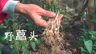 很多人誤把它當作野蔥，其實它是野藠頭，用它來炒臘肉很美味Fried preserved meat with wild Jiaotouchinese pinyin 【乡野莲姐】 [upl. by Azerila]