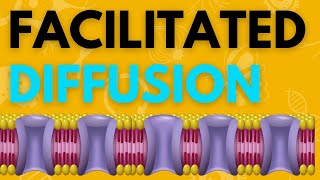 Biology Help Facilitated Diffusion explained in 3 minutes [upl. by Tomlin]