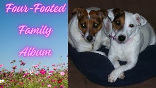 FourFooted Family Album 2 [upl. by Stetson884]