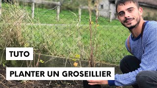 Comment planter un groseillier ou un cassissier dans son jardin [upl. by Ari]