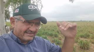 Diferença da rebrota do capim Panicum Mombaça x Brachiaria Brizantha no período de transição [upl. by Gross]