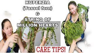 HOW TO CARE FOR HUPERZIA TASSEL FERN amp STRING OF MILLION HEARTS  ROMA SO [upl. by Rehtse]