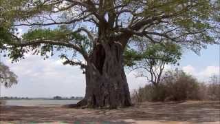 Afrika Der Malawisee  See der Sterne DOKU [upl. by Dulcia134]