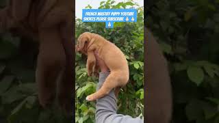 Meet the French Mastiff The Gentle Giant with Incredible Strength shorts trending pets dog [upl. by Jabin]