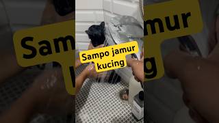 Sampo jamur kucing kucingliar kucinglucu catlover cat kitten cutecat kucingsedih catgroomer [upl. by Eca577]