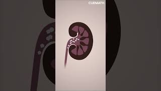 Applications of Ellipse From medicine to pool 🏥🎱 [upl. by Sirret]