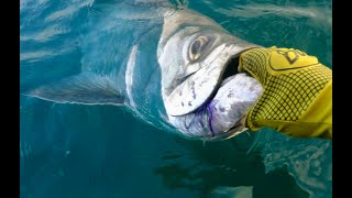 Fly Fishing Migrating Tarpon Off The Beach [upl. by Tolkan]