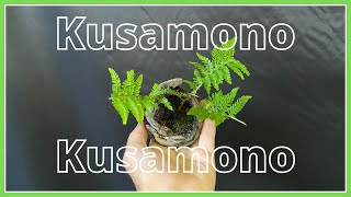 Bonsai Oni  Kusamono Felce [upl. by Morten]