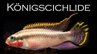 Pelvicachromis  FischUnboxing mit BuntbarschRaritäten  AquadoZoo Dortmund [upl. by Bernt]